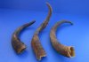  <font color=red> Wholesale Large </font> Natural African Goat Horns for Sale in Bulk, 14 to 18 inches - Case of 14 @ $6.75 each
