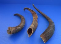 Large African Goat Horns 14 to 18 inches - 2 @ $11.50 each; 6 @ $10.80 each