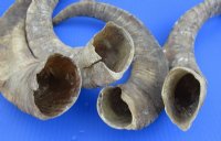 Large African Goat Horns 14 to 18 inches - 2 @ $11.50 each; 6 @ $10.80 each