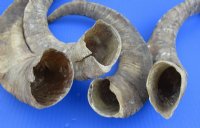 Large African Goat Horns <font color=red> Wholesale </font> 14 to 18 inches - 14 @ $6.75 each