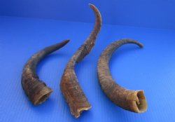 Natural African Goat Horns 12 and 16 inches - 3 @ $6.50 each