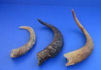 Natural African Goat Horns 12 and 16 inches - 3 @ $6.50 each