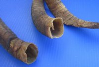 Natural African Goat Horns <font color=red> Wholesale Medium</font> , 12 to 16 inches - 25 @ $3.75 each