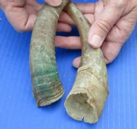 Natural African Goat Horns 12 and 16 inches - 3 @ $6.50 each