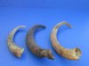 8 to 12 inches Natural African Goat Horns for Sale for crafts - Pack of 6 @ $3.50 each; Pack of 18 @ $3.00 each