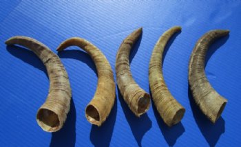 8 to 12 inches African Natural Goat Horns - 6 @ $3.60 each; 18 @ $3.20 each