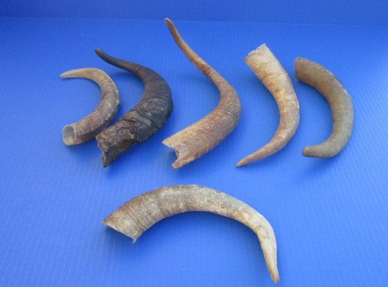 8 to 12 inches Wholesale Small Natural Goat Horns for Sale