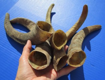 8 to 12 inches African Natural Goat Horns <font color=red> Wholesale </font> - 50 @ $2.00 each