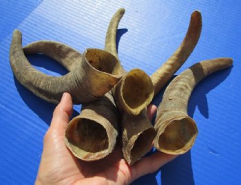 6 to 10 inches African Natural Goat Horns - 6 @ $3.60 each; 18 @ $3.20 each
