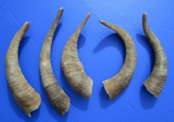 8 to 12 inches African Natural Goat Horns - 6 @ $3.60 each; 18 @ $3.20 each