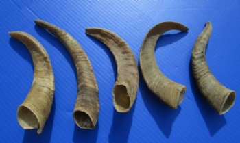 6 to 10 inches African Natural Goat Horns - 6 @ $3.60 each; 18 @ $3.20 each
