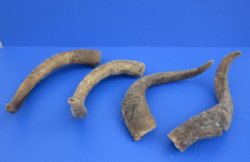  Extra Large African Goat Horns <font color=red> Wholesale</font>, 16 to 20 inches - 10 @ $9.00 each