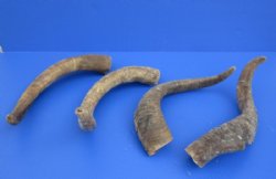 Extra Large African Goat Horns 16 to 20 inches - 2 @ $14.40 each