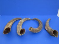  Extra Large African Goat Horns <font color=red> Wholesale</font>, 16 to 20 inches - 10 @ $9.00 each