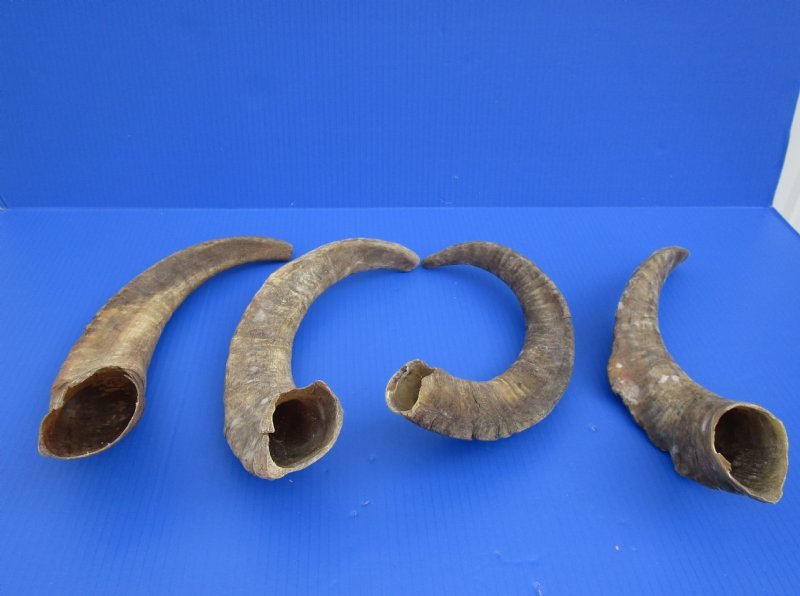 Extra Large African Goat Horns 16 to 20 inches 14.40 each