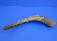 Extra Large African Goat Horns 16 to 20 inches - 2 @ $14.40 each