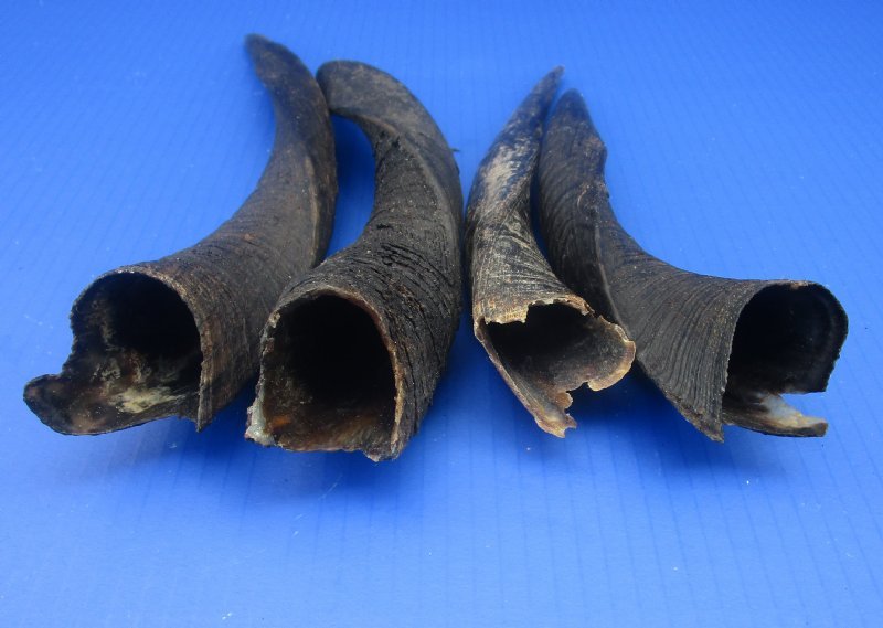 Wholesale Bushbuck Horns for Sale at Worldwide Wildlife Products