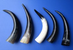 12 to 14-7/8 inches Polished Cow Horns -  2 @ $12.60 each; 6 @ $11.20 each