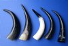 12 to 14-7/8 inches Polished Water Buffalo Horns for Sale for Horn Decor - Pack of 2 @ $12.00 each; Pack of 6 @ $10.00 each