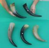 12 to 14-7/8 inches <font color=red> Wholesale</font> Polished Buffalo Horns for Sale - Case of 20 @ $6.25 each