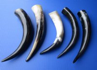 12 to 14-7/8 inches Polished Cow Horns -  2 @ $12.60 each; 6 @ $11.20 each