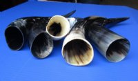 12 to 14-7/8 inches Polished Cow Horns -  2 @ $12.60 each; 6 @ $11.20 each