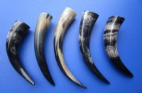 12 to 14-7/8 inches Polished Cow Horns  <font color=red>Wholesale</font> - 20 @ $7.00 each