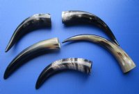 12 to 14-7/8 inches Polished Cow Horns -  2 @ $12.60 each; 6 @ $11.20 each