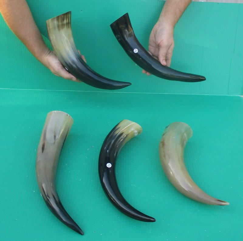 12 to 147/8 inches Wholesale Polished Water Buffalo Horns in Bulk