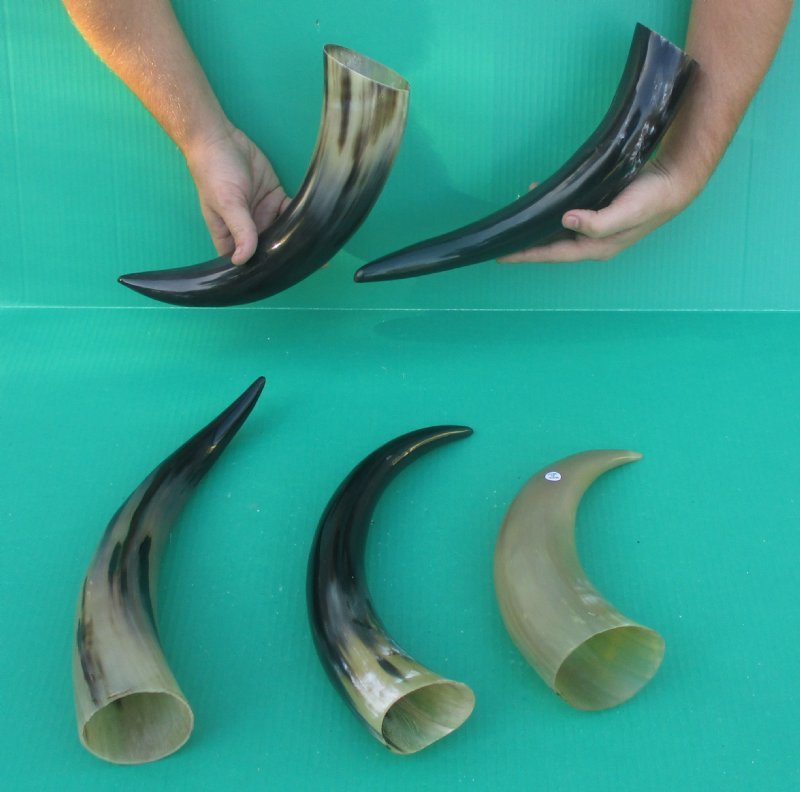 12 to 147/8 inches Wholesale Polished Water Buffalo Horns for Sale in Bulk