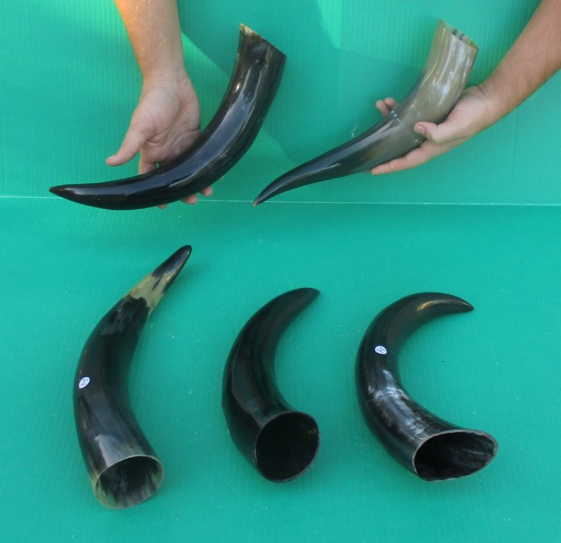12 to 147/8 inches Wholesale Polished Water Buffalo Horns in Bulk