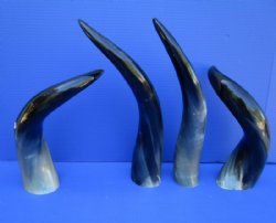 15-1/2 to 19-7/8 inches Polished Cow Horns for Sale - $17.99 each; 2 @ $15.99 each;