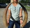 15-1/2 to 19-7/8 inches <font color=red> Wholesale </font> Polished  Water Buffalo Horns for Sale in Bulk - Case of 10 @ $9.00 each
