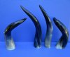 15-1/2 to 19-7/8 inches Polished Water Buffalo Horns for Sale - Pack of 1 @ $17.99 each; Pack of 2 @ $15.99 each;
