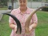 15-1/2 to 19-7/8 inches Polished Water Buffalo Horns for Sale - Pack of 1 @ $17.99 each; Pack of 2 @ $14.40 each;