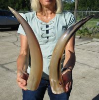 15-1/2 to 19-7/8 inches Polished Cattle, Cow Horns <font color=red> Wholesale </font> - 10 @ $10.00 each