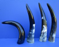 15-1/2 to 19-7/8 inches Polished Cow Horns for Sale - $17.99 each; 2 @ $15.99 each;