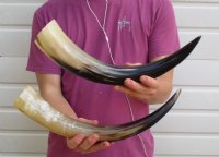 15-1/2 to 19-7/8 inches Polished Cow Horns for Sale - $17.99 each; 2 @ $15.99 each;