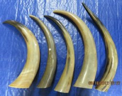 Wholesale Polished Cow Horns, Cattle Horns (17-20") Mostly Tan -  7 @ $13.50 each; 10 @ $12.00 each
