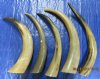 21 to 27-7/8 inches <font color=red> Wholesale </font> Polished Water Buffalo Horns for Sale in Bulk, Mostly Tan - Case of 6 @ $16.00 each; Case of 10 @ $14.00 each