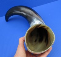 25 to 27-7/8 inches Wide Base Extra Large Polished Buffalo Horns <font color=red> Wholesale</font> - 2 @ $50 each