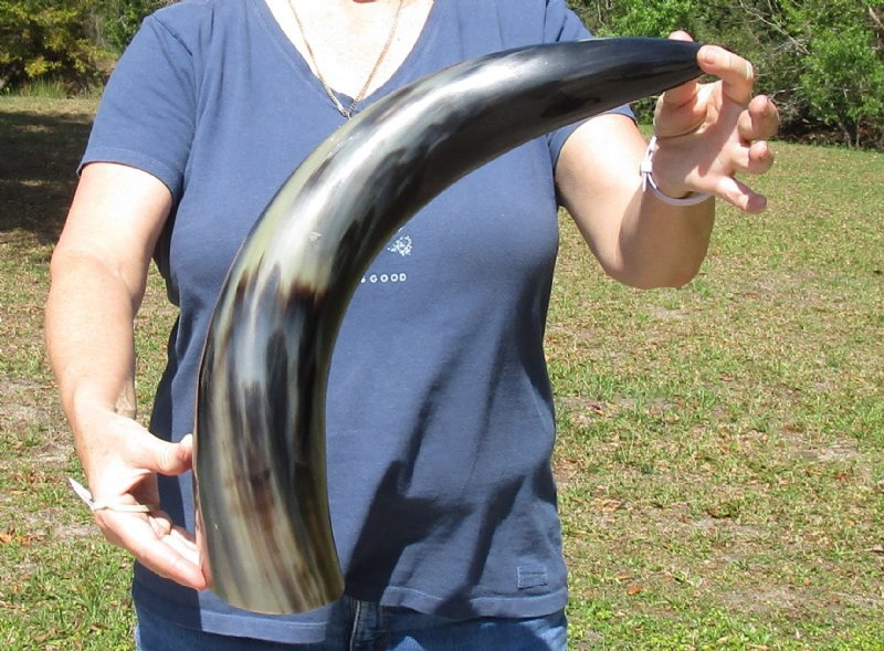 Pack of 2 Large Polished Buffalo Horns 25 to 277/8 inches