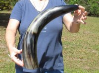 25 to 27-7/8 inches Wide Base Extra Large Polished Buffalo Horns <font color=red> Wholesale</font> - 2 @ $50 each