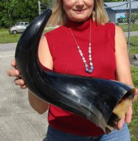 25 to 27-7/8 inches Wide Base Extra Large Polished Buffalo Horns <font color=red> Wholesale</font> - 2 @ $50 each