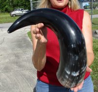 25 to 27-7/8 inches Wide Base Large Polished Water Buffalo Horns <font color=red> Wholesale</font> - 2 @ $45.00 each