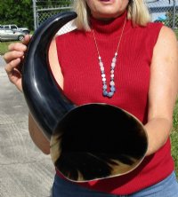 25 to 27-7/8 inches Wide Base Extra Large Polished Buffalo Horns <font color=red> Wholesale</font> - 2 @ $50 each