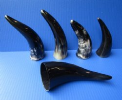 6 to 8 inches Small Polished Cow Horns -  2 @ $4.25 each; 5 @ $3.60 each