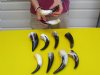 6 to 8 inches <font color=red> Wholesale</font> Small Polished Water Buffalo Horns for Sale in Bulk - Case of 36 @ $2.50 each; Case of 50 @ $2.00 each