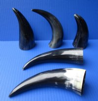 6 to 8 inches Small Polished Cow Horns -  2 @ $4.25 each; 5 @ $3.60 each