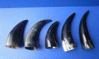 6 to 8 inches Small Polished Cattle Horns <font color=red> Wholesale</font> - 40 @ $2.25 each